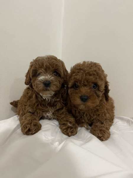  Adorable AKC registered Poodle puppies